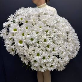 Букет из 51 кустовой хризантемы Бокарди