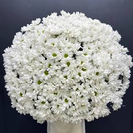 Букет из 51 кустовой хризантемы Бокарди