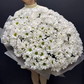 Букет из 35 кустовых хризантем Бокарди 