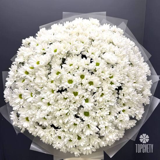 Букет из 35 кустовых хризантем Бокарди 