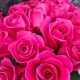 Букет из 25 розовых роз Пинк Флойд 70см