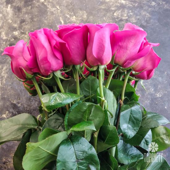 Букет из 25 розовых роз Пинк Флойд 70см