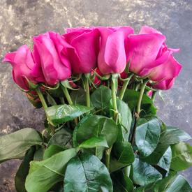 Букет из 25 розовых роз Пинк Флойд 70см