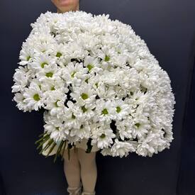 Букет из 35 кустовых хризантем Бокарди