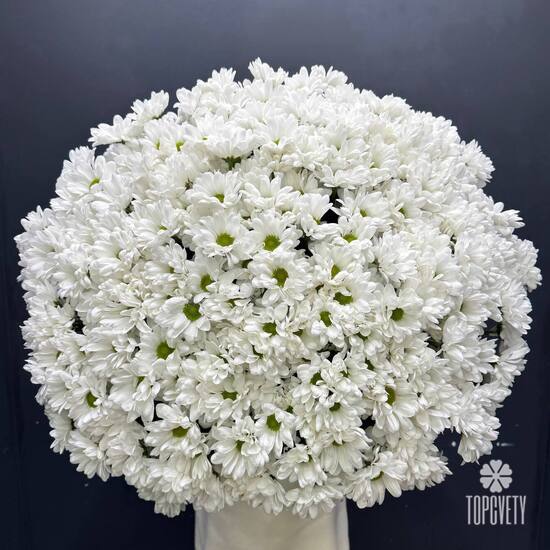 Букет из 35 кустовых хризантем Бокарди