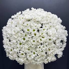 Букет из 35 кустовых хризантем Бокарди