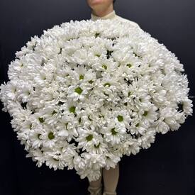 Букет из 35 кустовых хризантем Бокарди