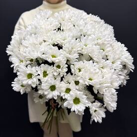 Букет из 15 кустовых хризантем Бокарди