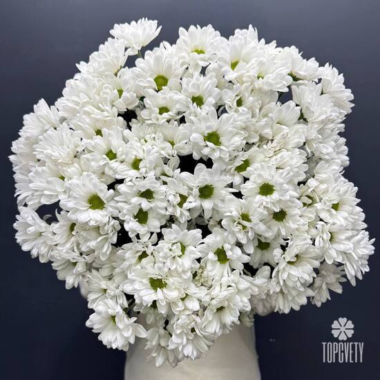 Букет из 15 кустовых хризантем Бокарди