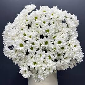 Букет из 15 кустовых хризантем Бокарди