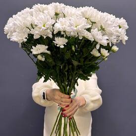 Букет из 15 кустовых хризантем Бокарди