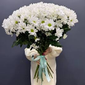 Букет из 25 кустовых хризантем Бокарди