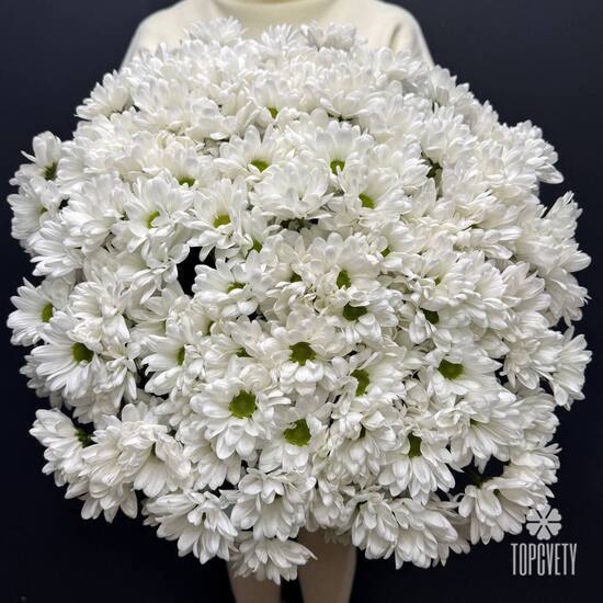 Букет из 25 кустовых хризантем Бокарди