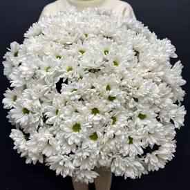 Букет из 25 кустовых хризантем Бокарди