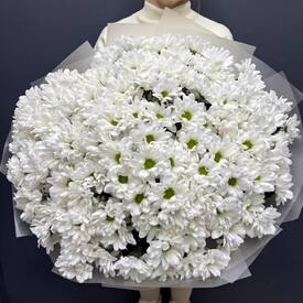 Букет из 25 кустовых хризантем Бокарди