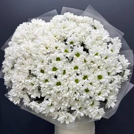Букет из 25 кустовых хризантем Бокарди
