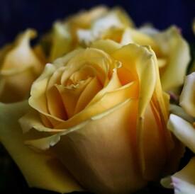 Букет из 25 желтых роз