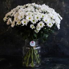 Букет из 15 белых кустовых хризантем