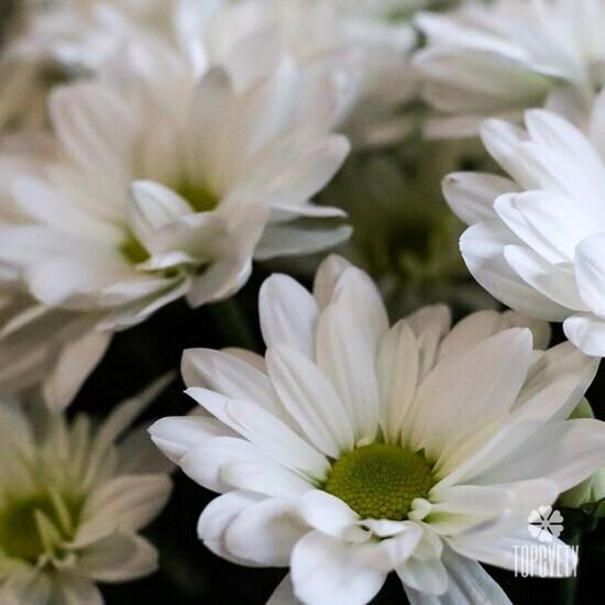 Букет из 15 белых кустовых хризантем