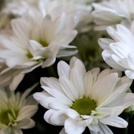 Букет из 15 белых кустовых хризантем