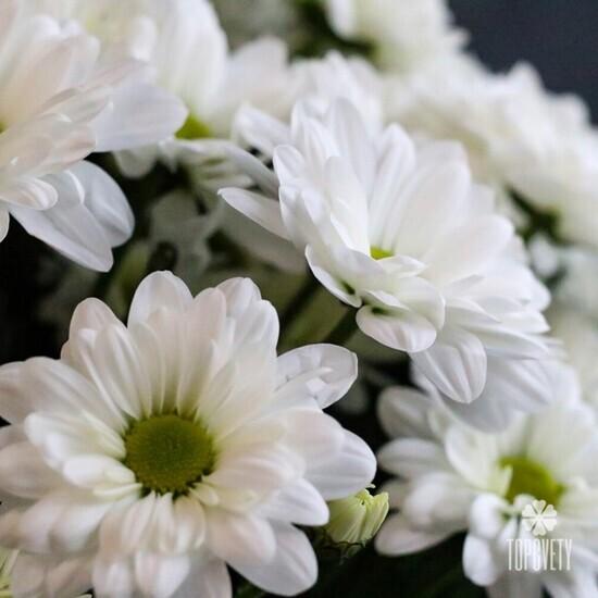 Букет из 15 белых кустовых хризантем