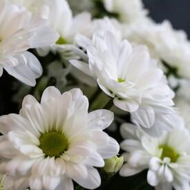 Букет из 15 белых кустовых хризантем
