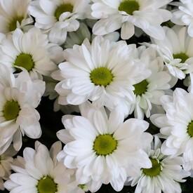 Букет из 15 белых кустовых хризантем