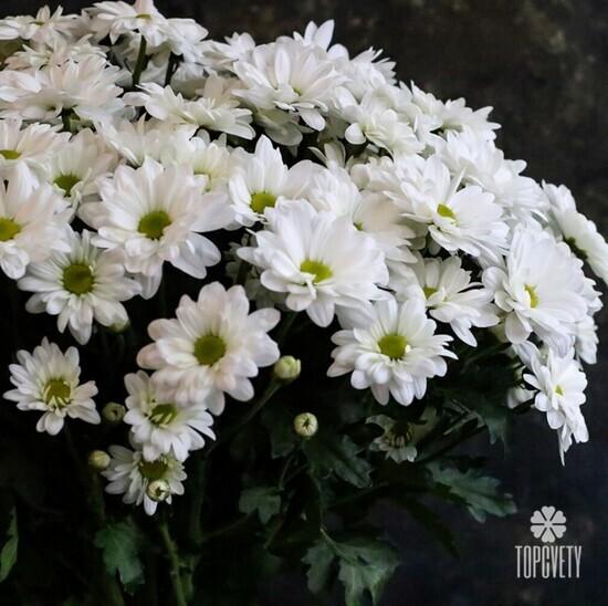 Букет из 15 белых кустовых хризантем
