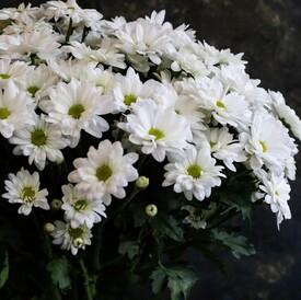 Букет из 15 белых кустовых хризантем