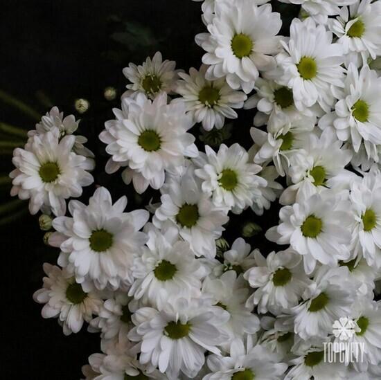 Букет из 15 белых кустовых хризантем