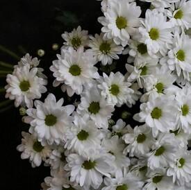 Букет из 15 белых кустовых хризантем