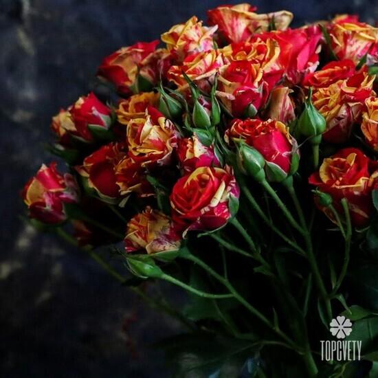 Букет из 21 оранжевой кустовой розы 50см