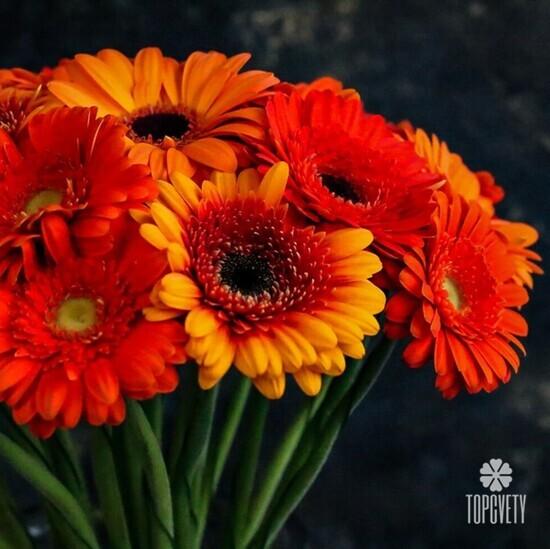 Букет из 25 оранжевых гербер