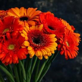 Букет из 25 оранжевых гербер