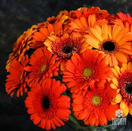 Букет из 25 оранжевых гербер