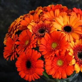 Букет из 25 оранжевых гербер