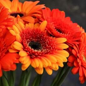 Букет из 25 оранжевых гербер