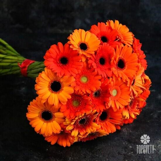 Букет из 25 оранжевых гербер