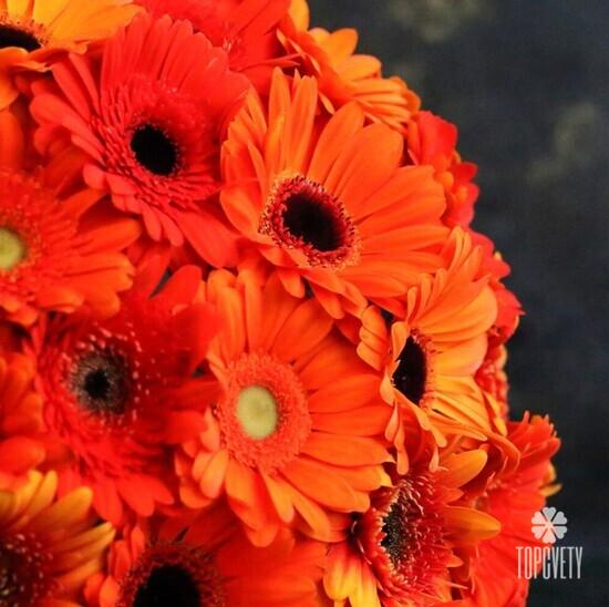 Букет из 25 оранжевых гербер