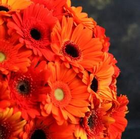 Букет из 25 оранжевых гербер