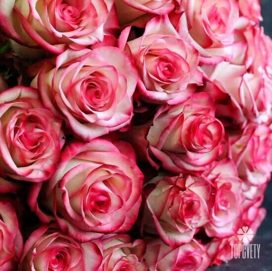 Букет из 25 розовых роз Карусель