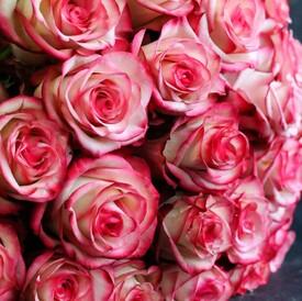 Букет из 25 розовых роз Карусель