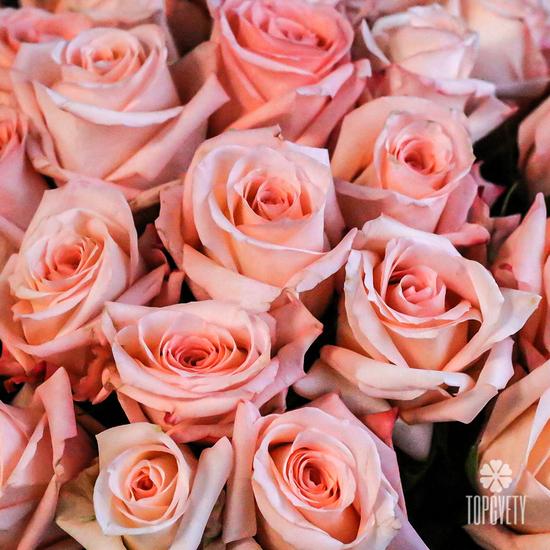 Букет из 51 розовой розы 50см