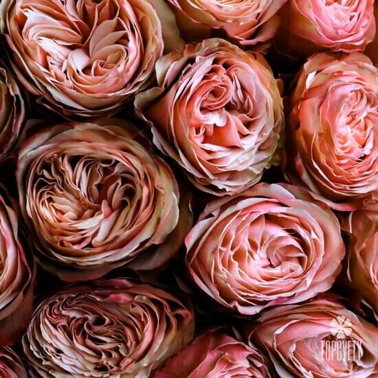 Букет из 25 пионовидных роз Кахала 60см