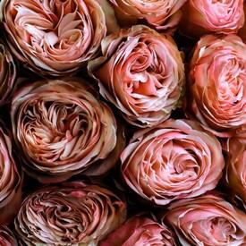 Букет из 25 пионовидных роз Кахала 60см