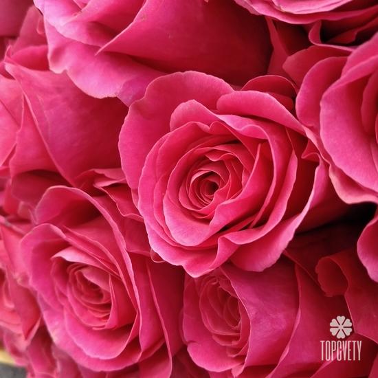 Букет из 55 розовых роз Пинк Флойд 