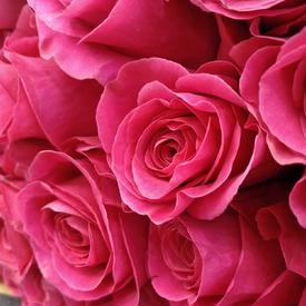 Букет из 55 розовых роз Пинк Флойд 