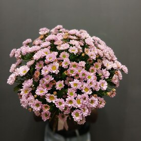 Букет из 21 кустовой хризантемы Сантинии