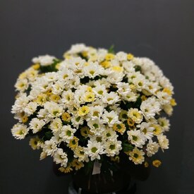 Букет из 19 кустовой хризантемы Сантинии