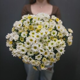 Букет из 15 кустовой хризантемы Сантинии